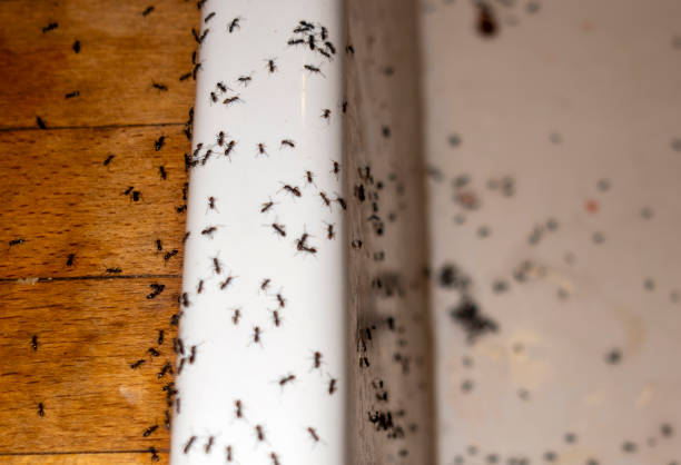 Flea Control Services in Chattahoochee Hills, GA