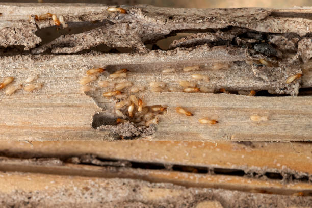 Best Pest Control Treatment  in Chattahoochee Hills, GA