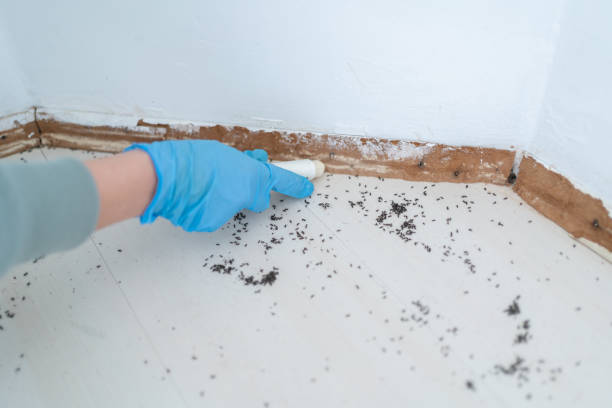 Best Ant Control Services  in Chattahoochee Hills, GA